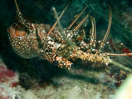 56 Spotted Lobster IMG 3527